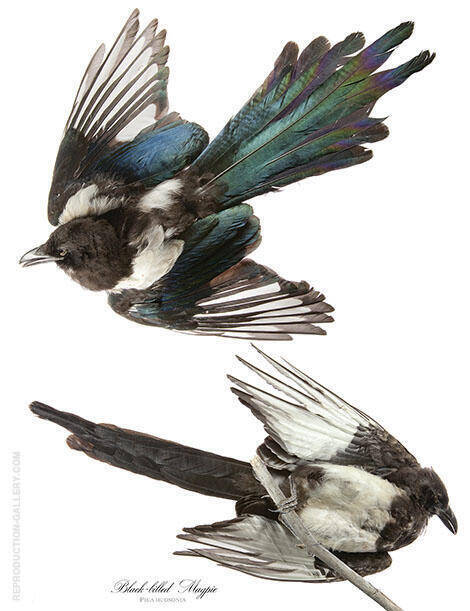 Black Billed Magpie by John James Audubon | Oil Painting Reproduction