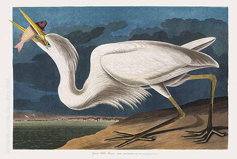 Great White Heron by John James Audubon | Oil Painting Reproduction