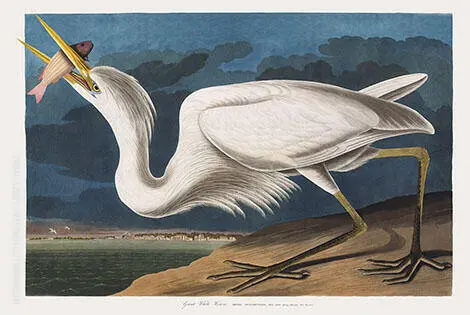Great White Heron By John James Audubon