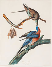 Passenger Pigeon By John James Audubon