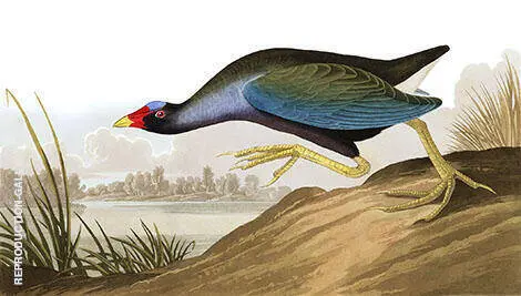 Purple Gallinule By John James Audubon
