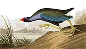 Purple Gallinule By John James Audubon