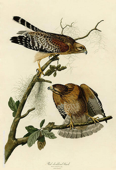 Red Shouldered Hawk by John James Audubon | Oil Painting Reproduction