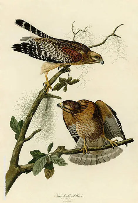 Red Shouldered Hawk By John James Audubon