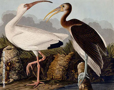 White and Brown Ibis By John James Audubon
