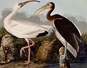 White and Brown Ibis By John James Audubon