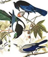 Yellow Billed Magpie By John James Audubon