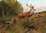 Red Deer on The Lookout By Albert Ernst Muhlig