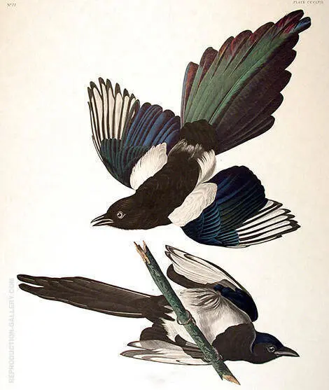 American Magpie By John James Audubon