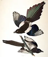 American Magpie By John James Audubon