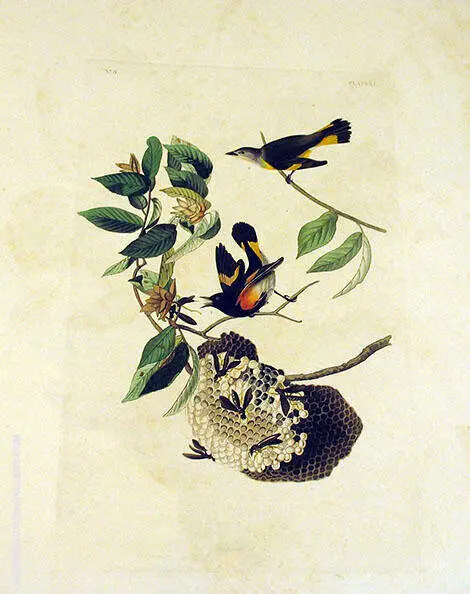 American Redstart By John James Audubon