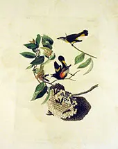American Redstart By John James Audubon