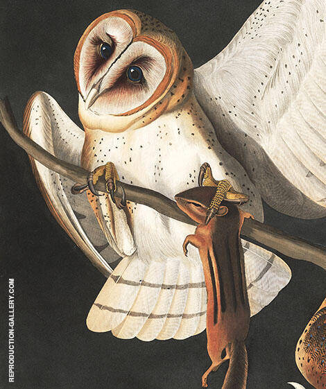 Barn Owl detail by John James Audubon | Oil Painting Reproduction