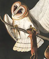 Barn Owl detail By John James Audubon