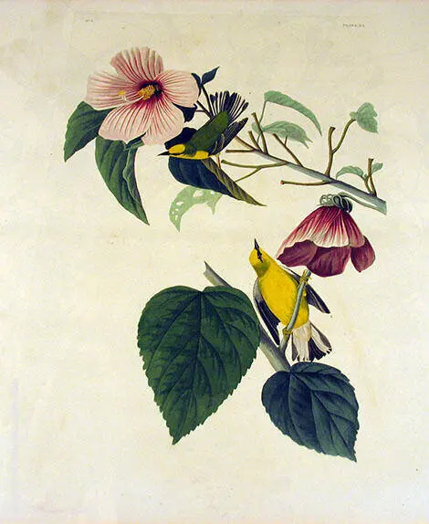 Blue Winged Yellow Warbler By John James Audubon