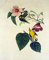 Blue Winged Yellow Warbler By John James Audubon