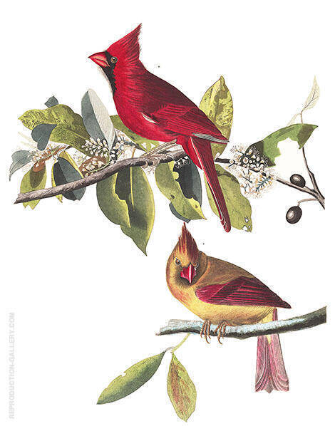 Cardinal Grosbeak by John James Audubon | Oil Painting Reproduction