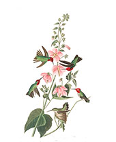 Columbian Hummingbird By John James Audubon