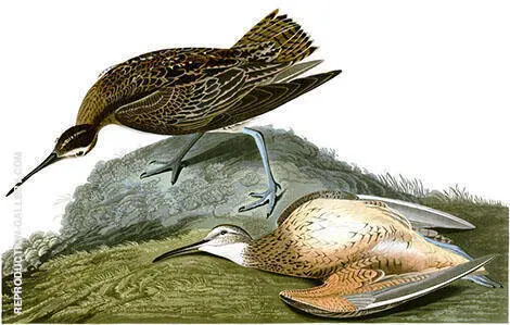 Eskimo Curlew By John James Audubon