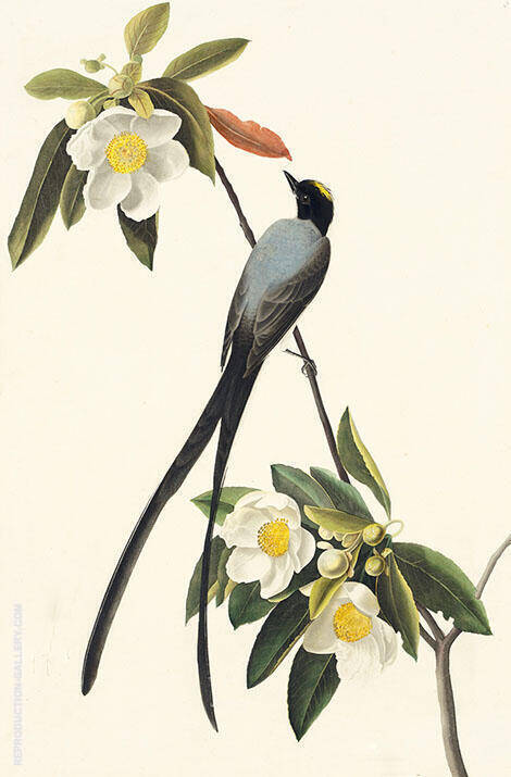 Forktailed Flycatcher by John James Audubon | Oil Painting Reproduction