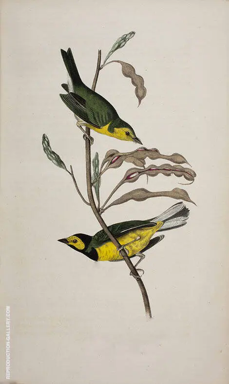 Hooded Flycatching Warbler By John James Audubon