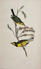 Hooded Flycatching Warbler By John James Audubon