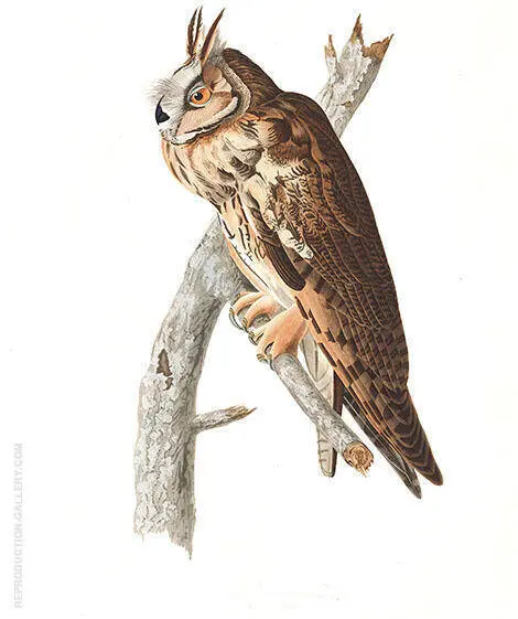 Long Eared Owl By John James Audubon