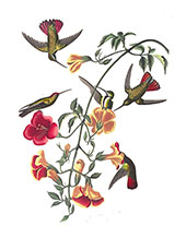 Mango Hummingbird By John James Audubon