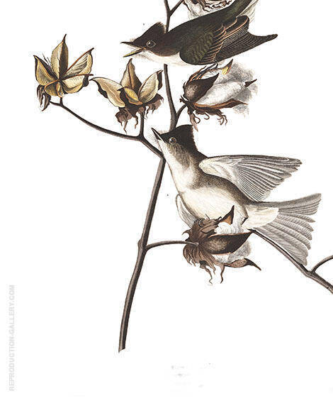 Pewit Flycatcher by John James Audubon | Oil Painting Reproduction