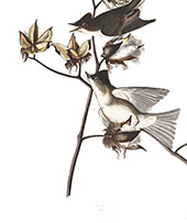Pewit Flycatcher By John James Audubon