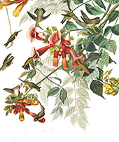Ruby Throated Humming Bird By John James Audubon