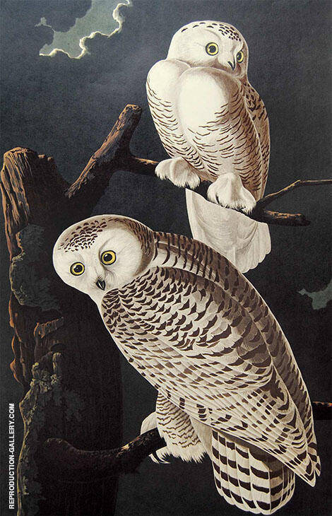 Snowy Owl by John James Audubon | Oil Painting Reproduction