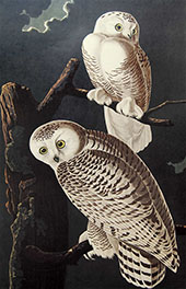 Snowy Owl By John James Audubon