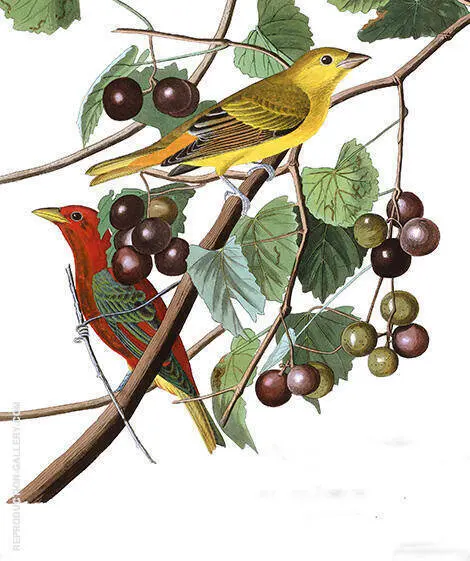 Summer Red Bird By John James Audubon