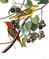 Summer Red Bird By John James Audubon
