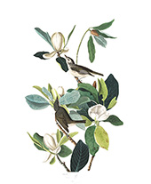 Warbling Flycatcher By John James Audubon