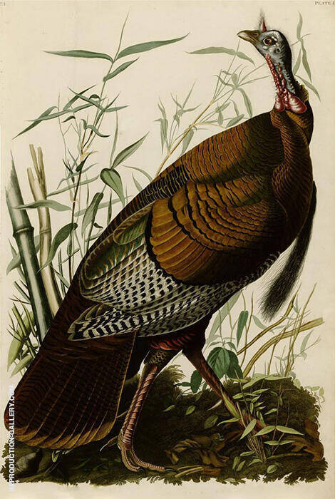Wild Turkey by John James Audubon | Oil Painting Reproduction