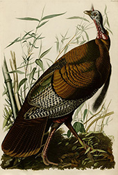 Wild Turkey By John James Audubon