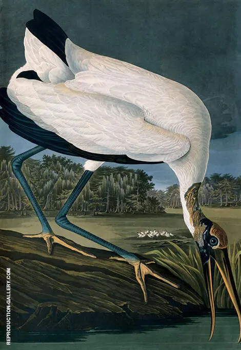 Wood Ibis By John James Audubon