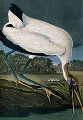 Wood Ibis By John James Audubon