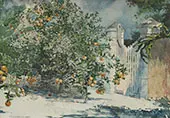 Orange Tree By Winslow Homer