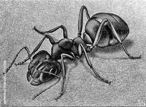 Ant By Maurits Cornelis Escher