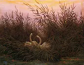 Swans Among The Reeds at The First Morgenro By Caspar David Friedrich