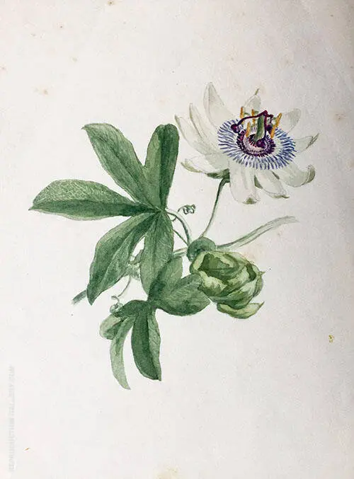Passion Flower 1890 By Emma Minnie Boyd