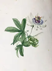 Passion Flower 1890 By Emma Minnie Boyd