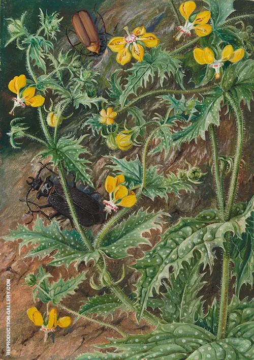 A Chilean Stinging Nettle and Male and Female Beetles 1880 By Marianne North
