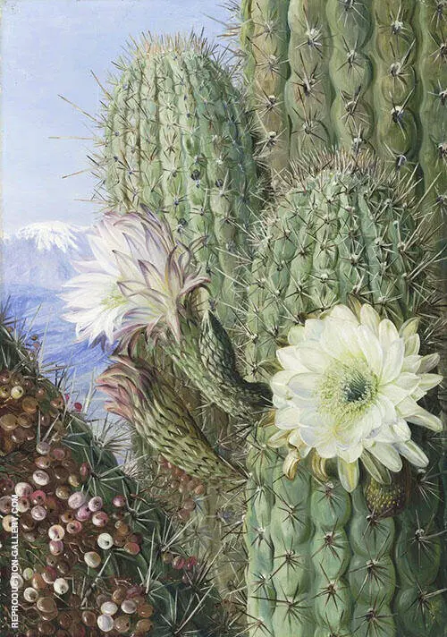 A Chilian Cactus in Flower and Its Leafless Parasite in Fruit By Marianne North