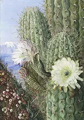 A Chilian Cactus in Flower and Its Leafless Parasite in Fruit By Marianne North