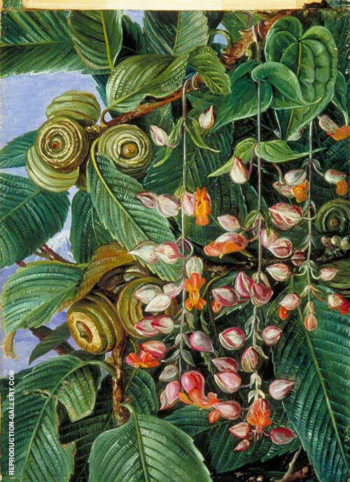 A Darjeeling Oak Festooned with a Climber 1878 By Marianne North