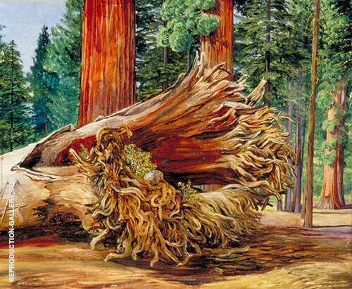 A Fallen Giant Calaveras Grove California 1875 By Marianne North